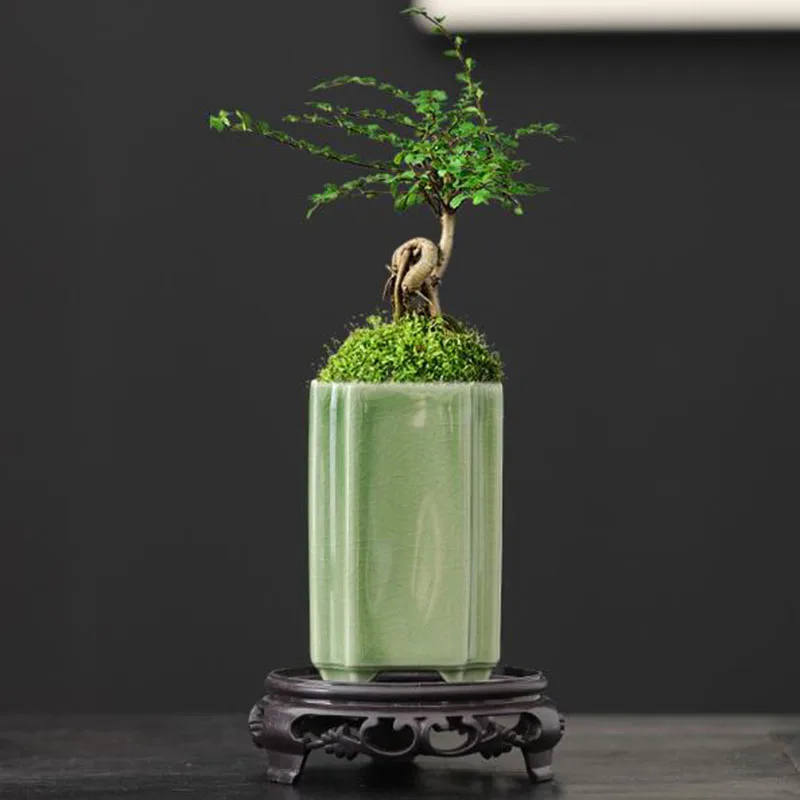 Bonsai Garden Art - Vaso per Orchidee in Porcellana Quadrato
