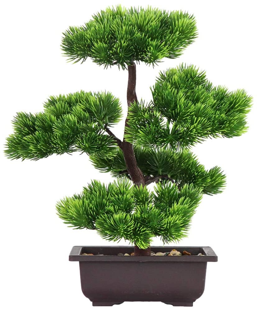 Bonsai di Pino Giapponese per  - Japanese Garden Bonsai recensione e prezzo