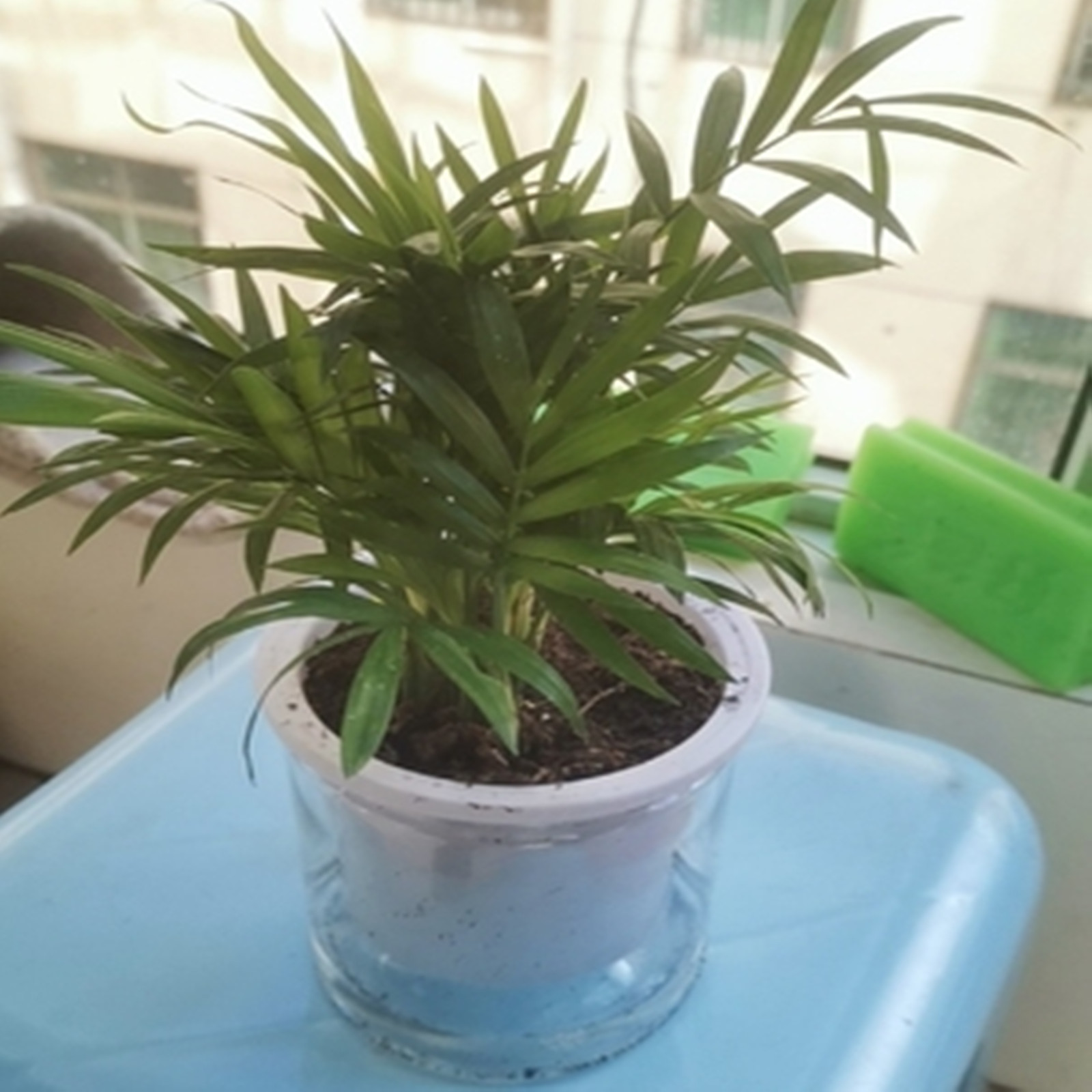 Vasi per fioriera autoirrigant - Japanese Garden Bonsai recensione e prezzo