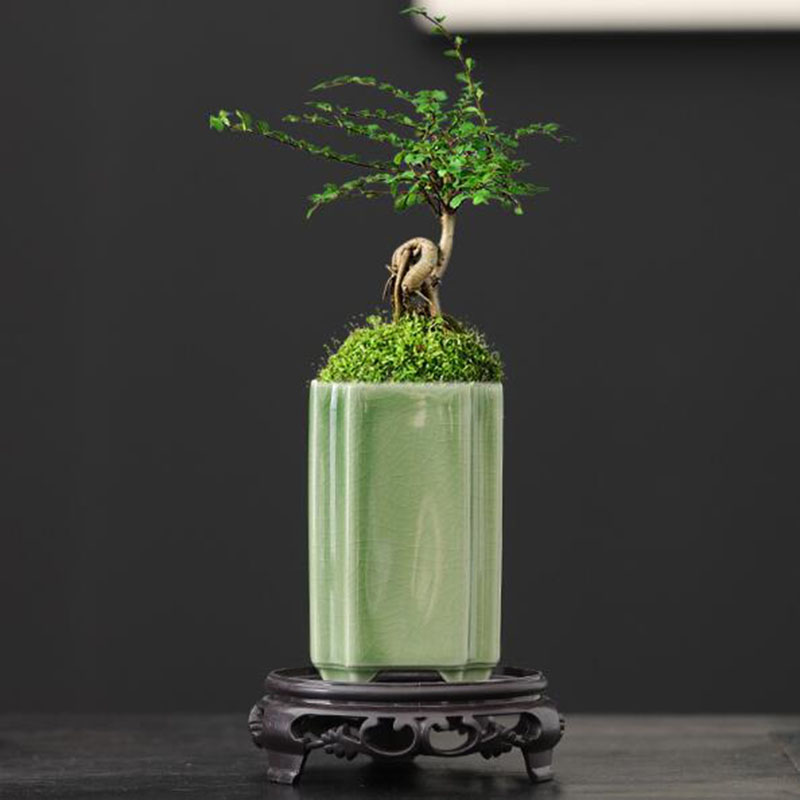 Porcellana quadrata Celadon sm - Bonsai Garden Art recensione e prezzo