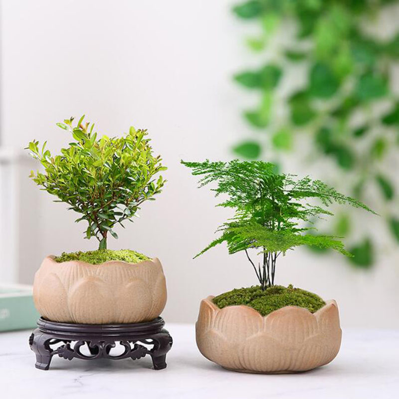 Vaso per piante verde loto in  - Bonsai Garden Art recensione e prezzo